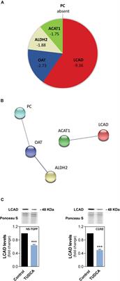 Reprogramming of Lipid Metabolism as a New Driving Force Behind Tauroursodeoxycholic Acid-Induced Neural Stem Cell Proliferation